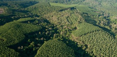 Floresta-da-Klabin