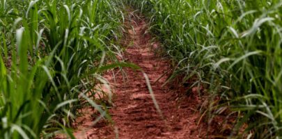 GLóRIA DE DOURADOS, MATO GROSSO DO SUL, BRAZIL - 2019/05/12: A foot path seen in a field of sugar cane.
Brazil became a model of diversification of the use of sugar cane as a raw material, manufacturing varied products from the plant.
Agriculture in Brazil is one of the main bases of the country's economy. Agriculture is an activity that is part of the primary sector where the land is cultivated and harvested for subsistence, export or trade. (Photo by Rafael Henrique/SOPA Images/LightRocket via Getty Images)