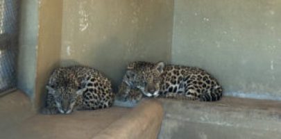 IMG_3912-scaled-e1775569802285-300x162-1